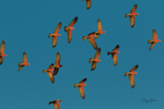 Galahs in Flight 1