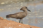 Hammerkop.