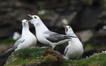 Fulmars