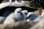 Kelp Goose chick, Carcass Island, Falklands
