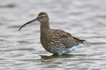 Curlew standing in the lagoon at Brownsea Island