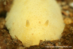 UML015: Sea Lemon