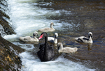Black Swan and cygnets at the weir Dawlish 2