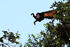 Mantled Howler Monkey reaching out to cross a gap in the trees