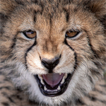 the-cubs-snarl