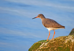 Redshank