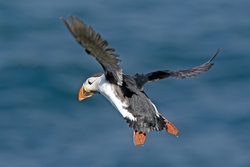Puffin in Flight