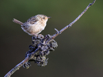 Falkland Grass Wren, Carcass Island