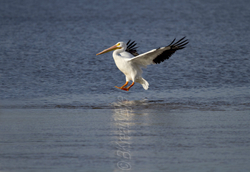 Birds  094
