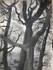Wild Wood Drawing 2 56cm x 76cm Mixed Media on Paper