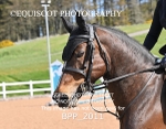 BPP_2011