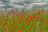 Field of Poppies