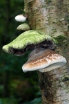 Birch Polypore