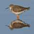 Redshank reflection in the Lagoon