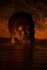 Hippo - Timbavati, South Africa
