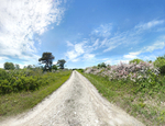 Near Polpis road, Spring - Nantucket