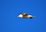 Kittiwake