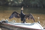 Cormorant