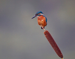 Kingfisher - Alcedo atthis
