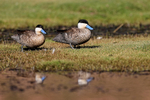Puna Teals walking on grass, Rio Grande, Chile