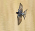 Barn Swallow