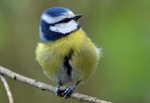 March to April 2016 - Blue Tit