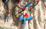 Red and Green and Scarlet Macaws
