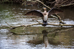 Cormorant with outstretched wings