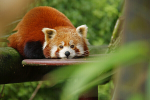 Red Panda