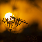 In the world of Damselflies