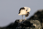 Kelp Gull (adult) preening, Chanaral Island, Chile