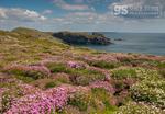 Thrift and Sea Campion, Skomer Island