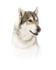 Husky
