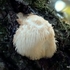 Hericium erinaceus