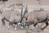 Oryx fighting