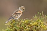 Birds portfolio