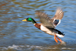 Mallard