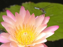 Nature & Animals portfolio