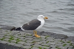 Lesser Black-backed Gull