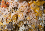 Colonial anemones on wall reef 2