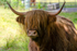 Highland Cow - DSC_8864