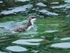 Guillemot chick swimming, Farne Islands