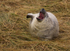 Grey Seal Pup