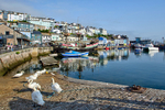 BX41 - Swans at Brixham Harbour