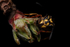 Wasp_web