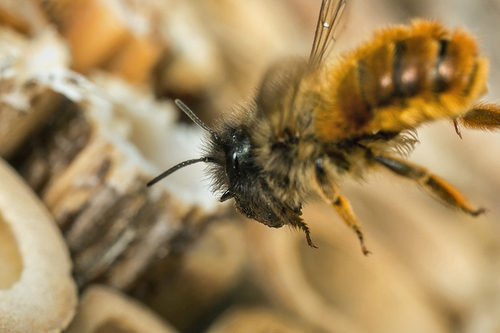 <i>Osmia bicornis</i> female returning to bee-hotel with mud ball. Staffordshire garden, May 2015.