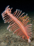 Pennatula phosphorea