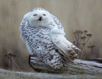 Snowy Owl
