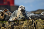 Atlantic Grey Seal