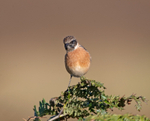 Stonechat - Saxicola rubicola
